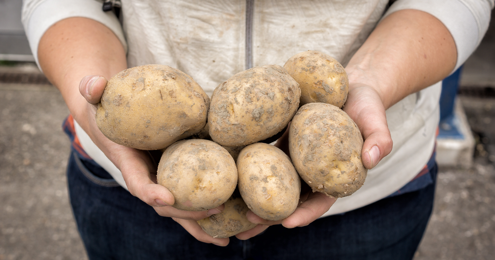 Nieuwe abonnementen aardappelen Kievitamines Nieuwe abonnementen aardappelen Kievitamines