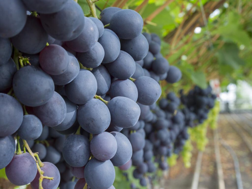 Emile Royal druiven