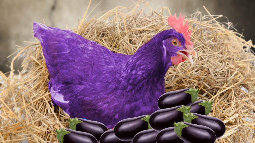`paarse kip op aubergine