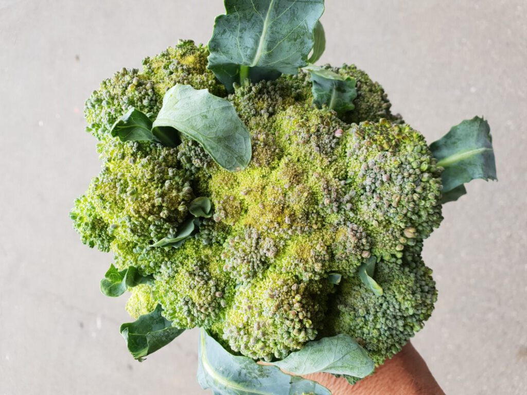 broccoli met afwijkende groei en bonte kleuren door droge en warme zomer 2018