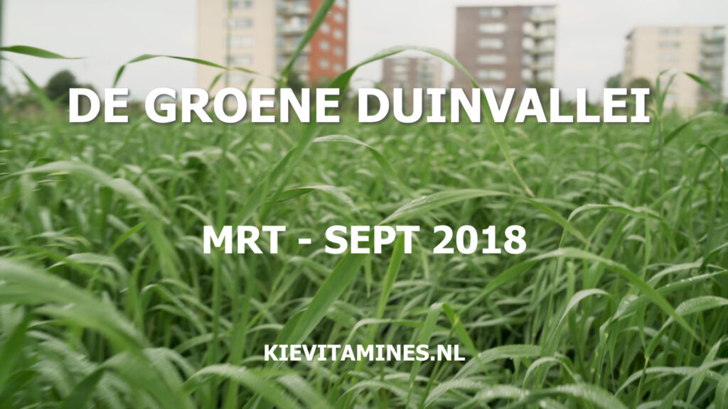 Kievit maart tot september 2018 stadslandbouwproject De Groene Vallei Duinvallei Katwijk aan de Rijn