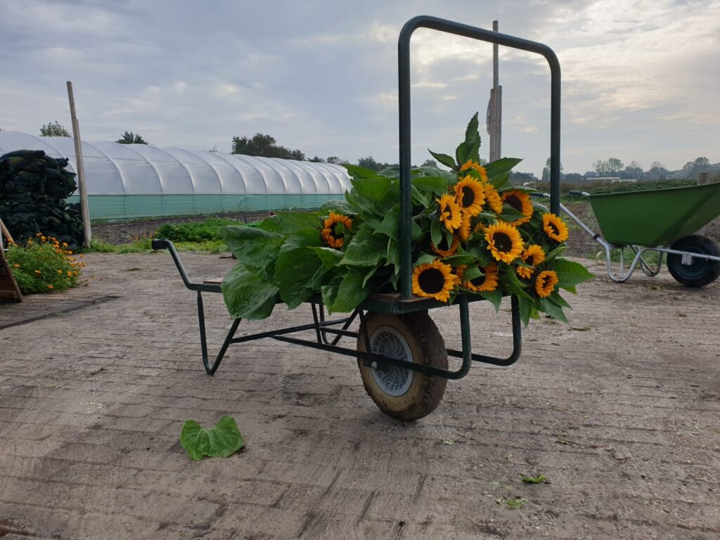 Platte kruiwagen met zonnebloemen - Kievit Tuinbouw