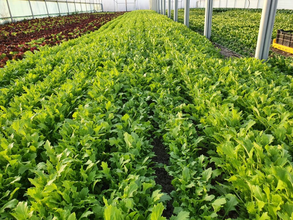 Raapstelen, dag 25, 2020-04-04