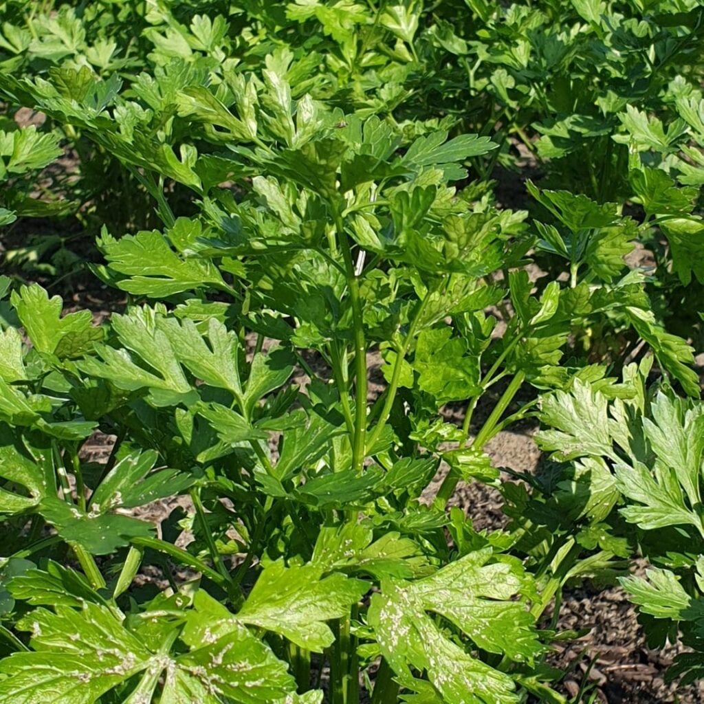 Peterselie, plat - Kievit Tuinbouw