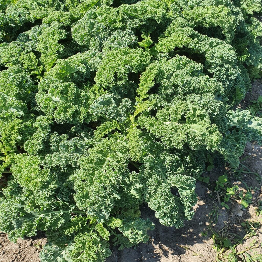 boerenkool, groot -Kievit tuinbouw