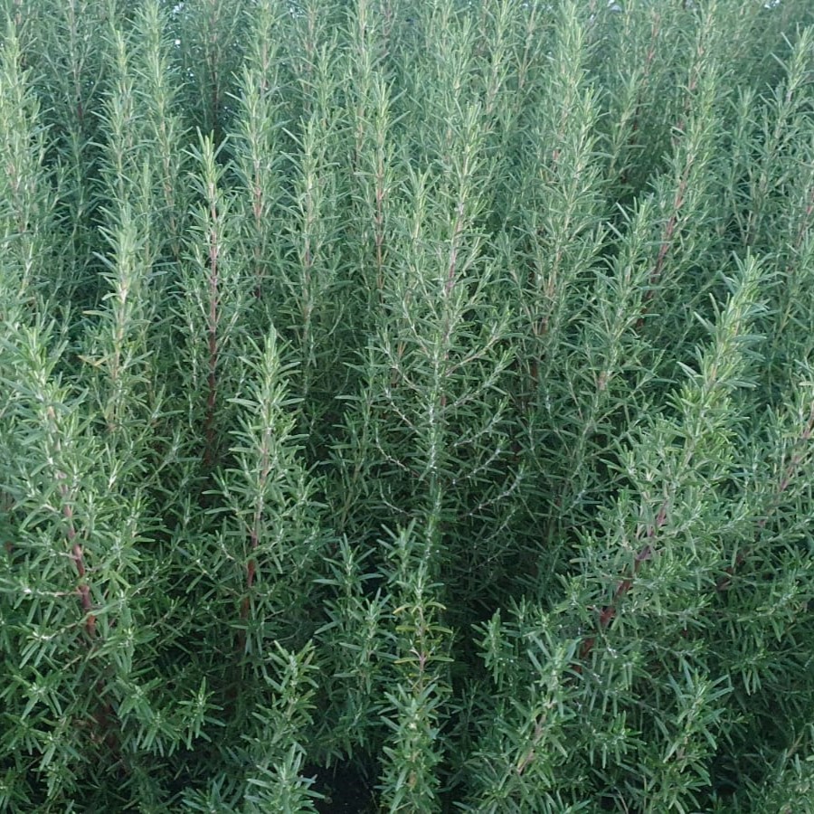 rozemarijn - eigen teelt (2)