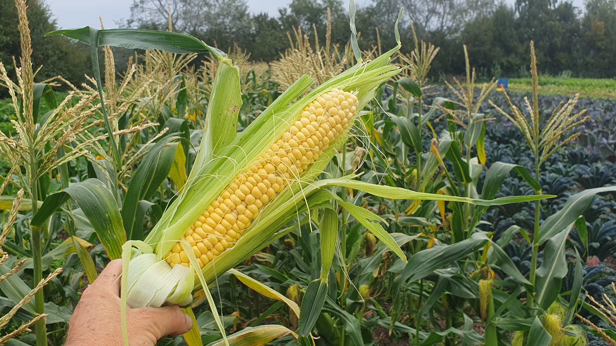 Week 35 2023 kievitamines