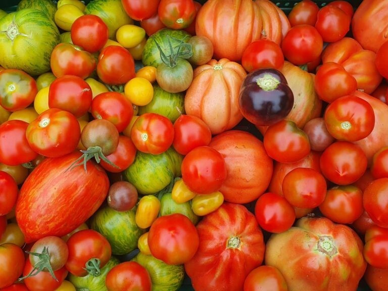 tomaten uit de kas 2023