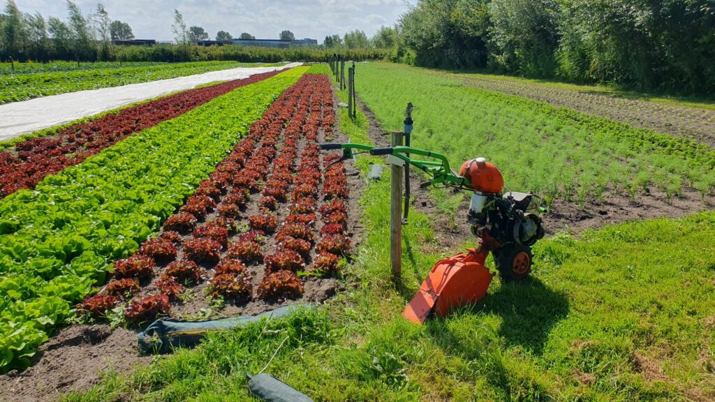 tuin katwijk augustus 24