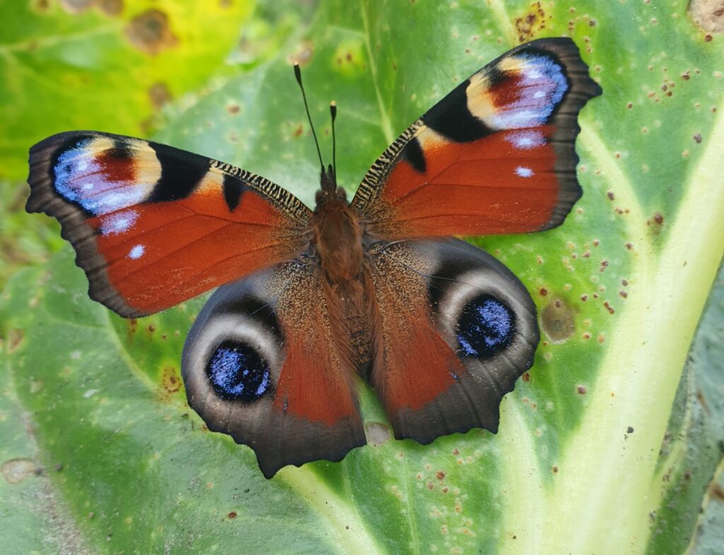 een dagpauwoog op een blad