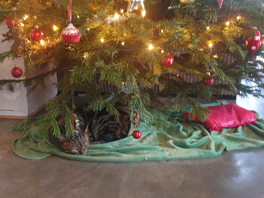 kat onder de kerstboom