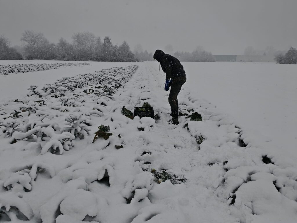 2602 diepvriesgroente