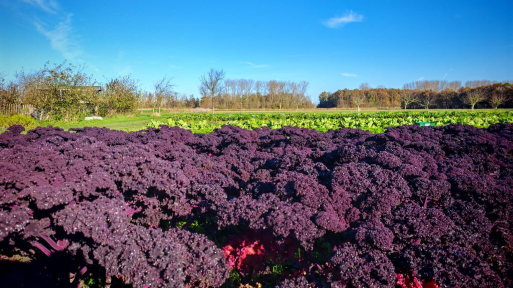 rode boerenkool
