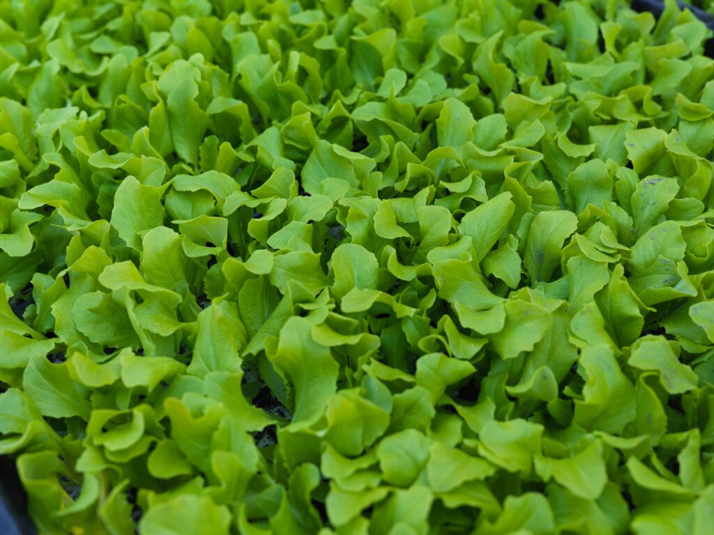 Sebastiaan Bos aan het werk op het land in Lelystad 19 maart 2026.
Foto Michel Porro.