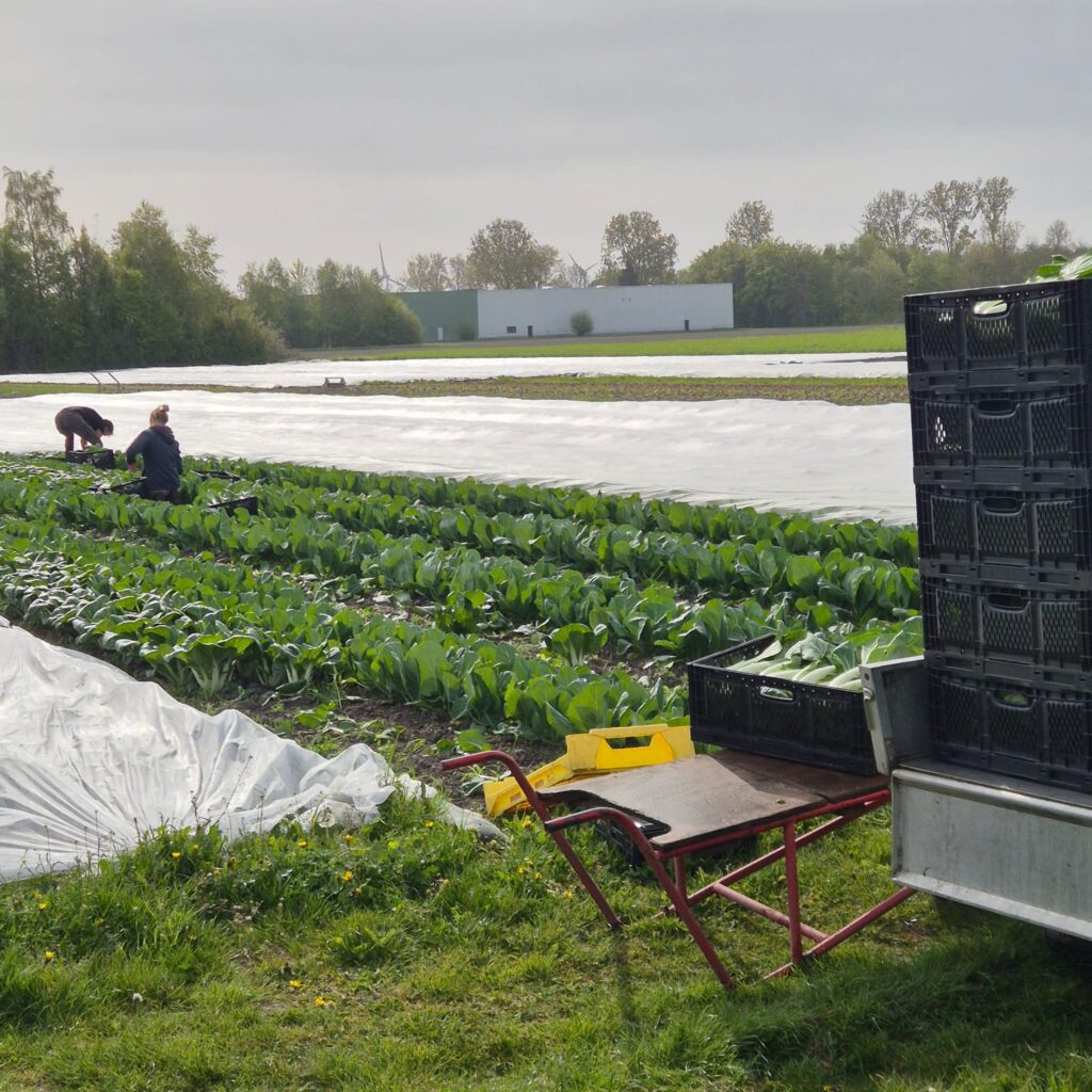 april 26 paksoi oogst