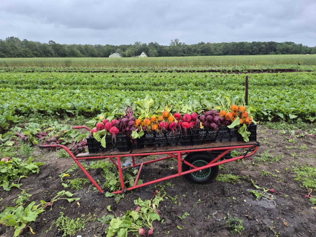 platte wagen met daarop bietjes in de kleuren rood, geel en roze 