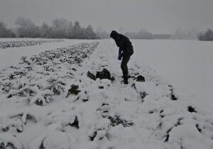 2602 diepvriesgroente