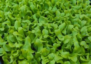 Sebastiaan Bos aan het werk op het land in Lelystad 19 maart 2026.
Foto Michel Porro.