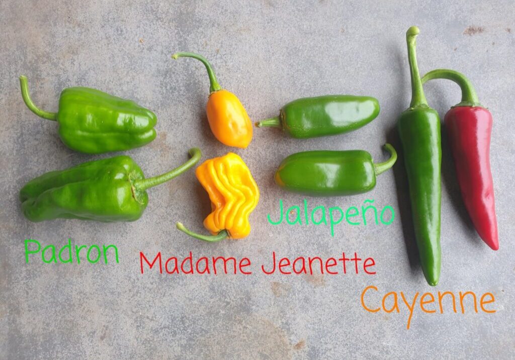 verschillende soorten pepers in beeld