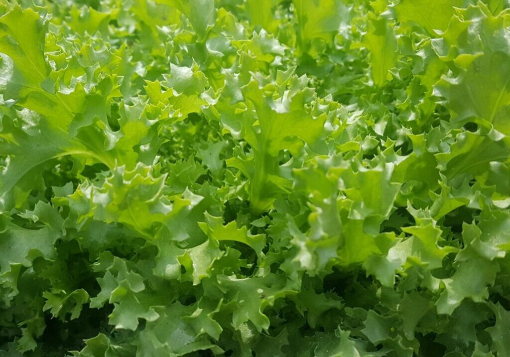 Andijvie, krul - Kievit Tuinbouw