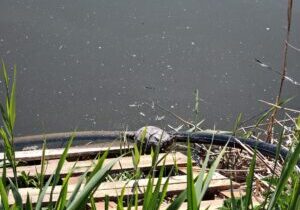 IMG-20250429-WA0002 schildpad