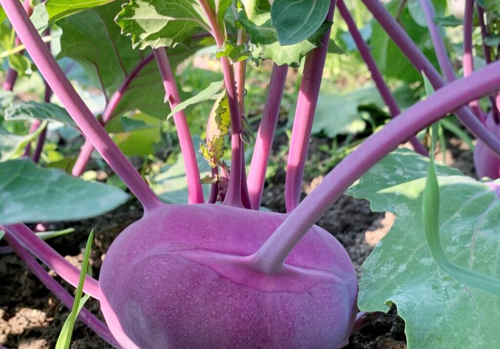 Koolrabi, paars
