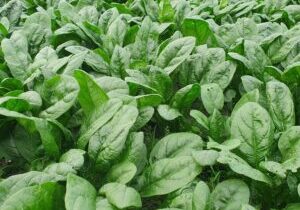 Spinazie, fijn
