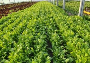 Raapstelen, dag 25, 2020-04-04