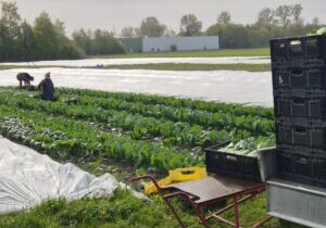 april 26 paksoi oogst