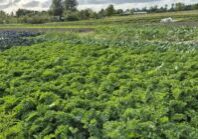 zicht op een veld met op de voorgrond boerenkool
