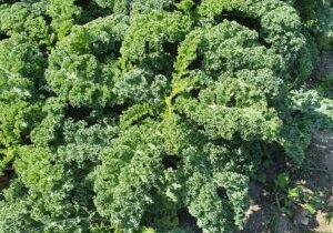 boerenkool, groot -Kievit tuinbouw