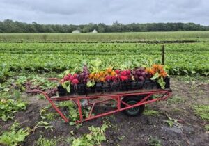 platte wagen met daarop bietjes in de kleuren rood, geel en roze 