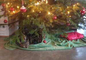 kat onder de kerstboom