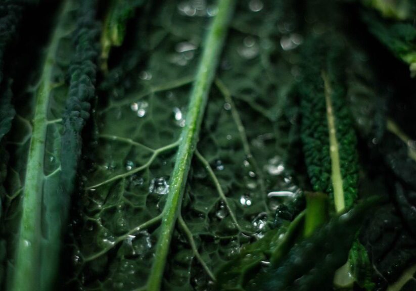 Een closeup van palmkool